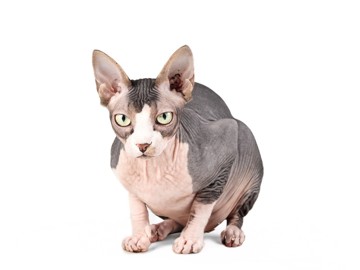 Sphynx v hlavním záběru